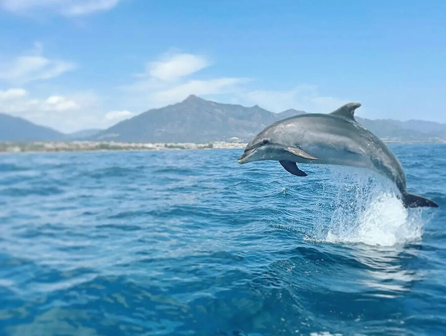 marbella yacht charters