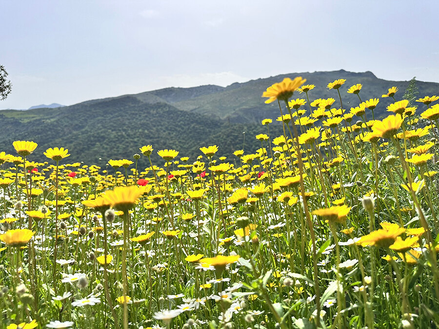 Marbella in May