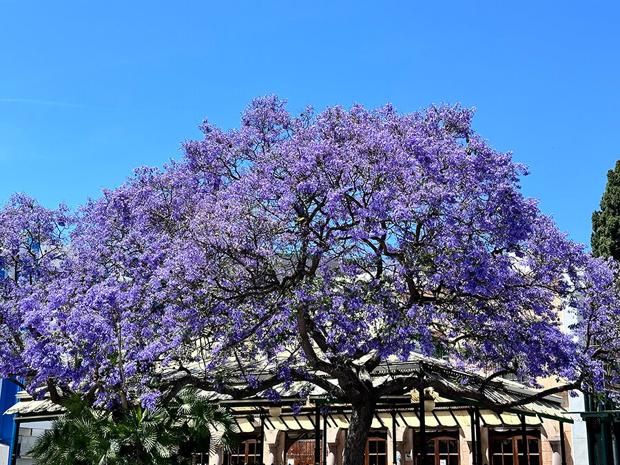 Marbella in May